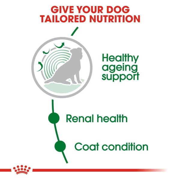 ef9348bb64efce4619d4191af3bcb93a.jpeg Royal Canin Mini Ageing 12+ Dry Dog Food (3.5kg)