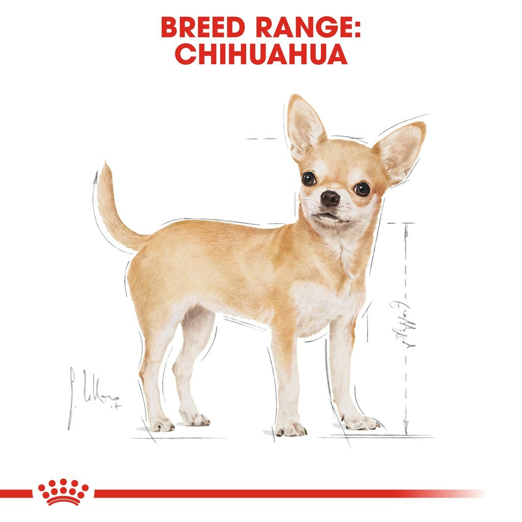 Royal Canin Chihuahua Adult Dry Dog Food (1.5kg)