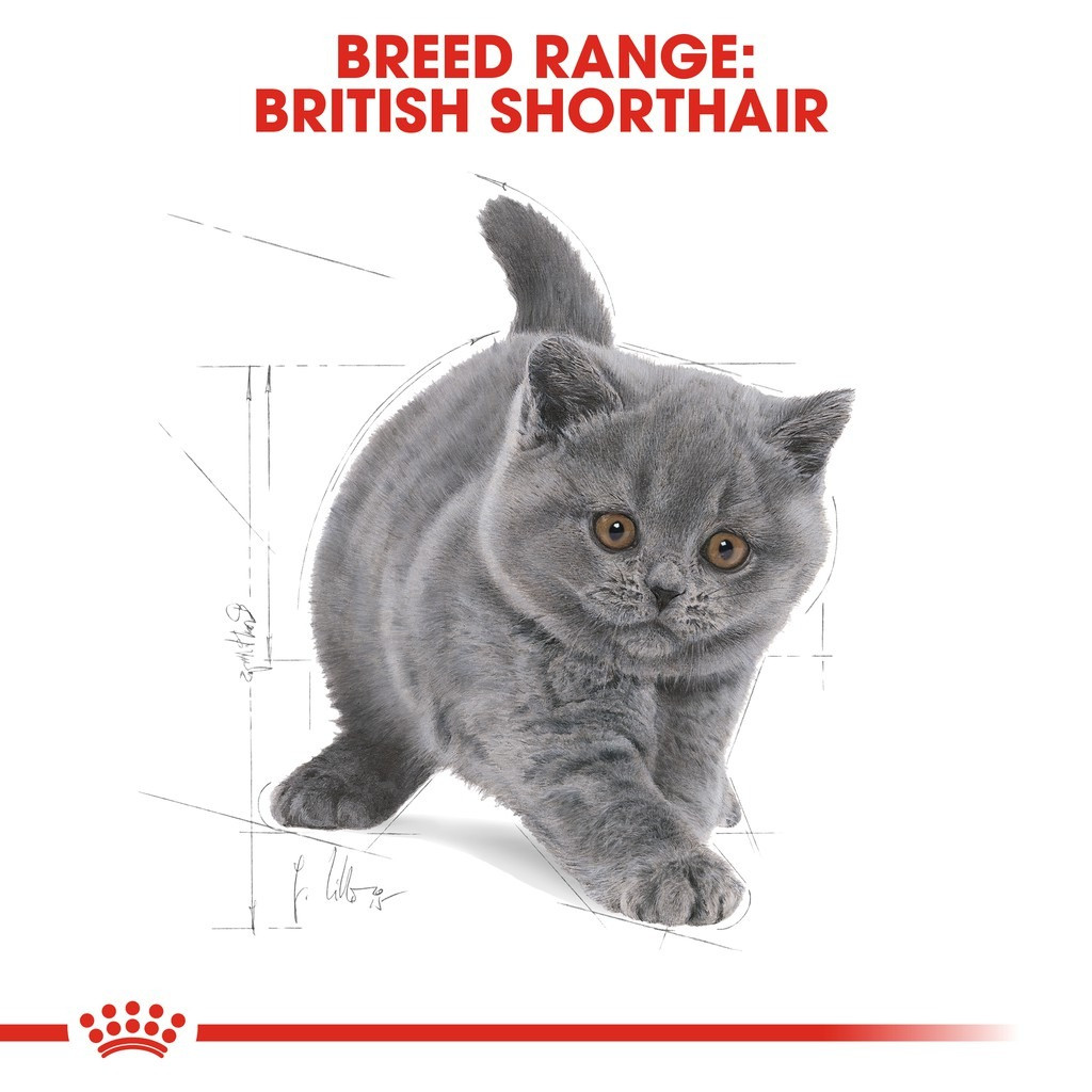 Royal Canin British Shorthair Kitten Dry Cat Food (2kg)