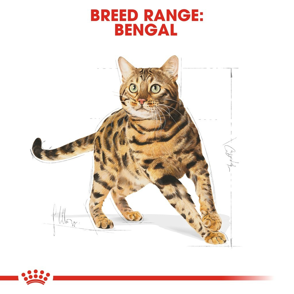 Royal Canin Bengal Adult Dry Cat Food (2kg)