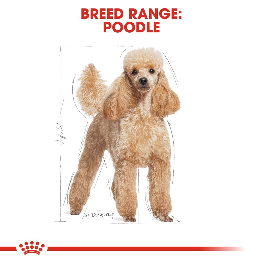 Royal Canin Poodle Adult Dry Dog Food (1.5kg)