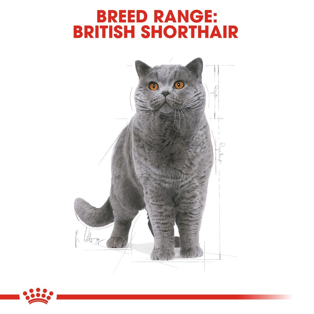 Royal Canin British Shorthair Adult Dry Cat Food (2kg)