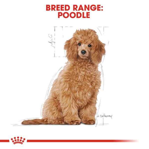 Royal Canin Poodle Puppy Dry Dog Food (3kg)