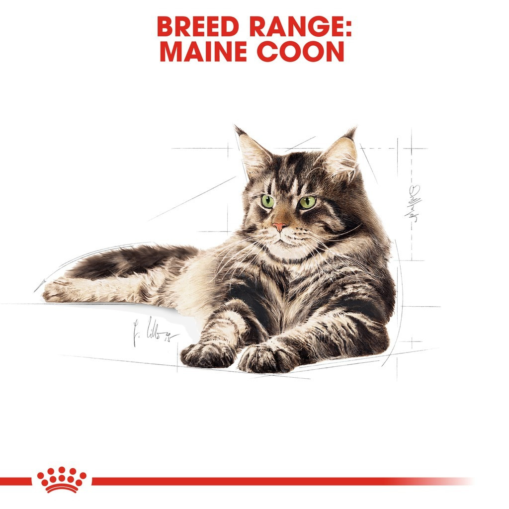 Royal Canin Maine Coon Adult Dry Cat Food (2kg)
