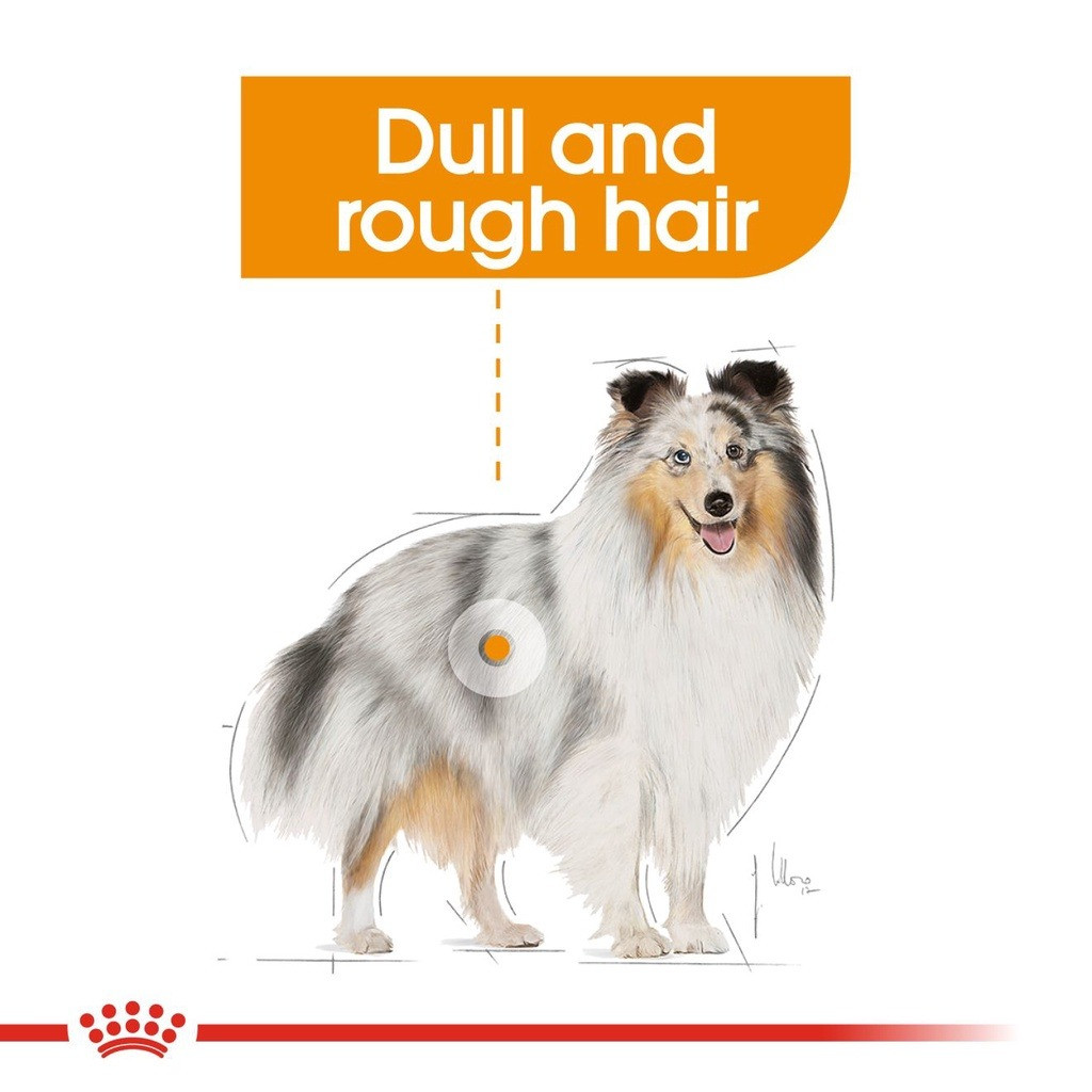Royal Canin Mini Coat Care Adult Dry Dog Food - Canine Care Nutrition (3kg)