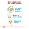 Royal Canin Shih Tzu Puppy Dry Dog Food (1.5kg)
