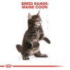Royal Canin Maine Coon Kitten Dry Cat Food (2kg)