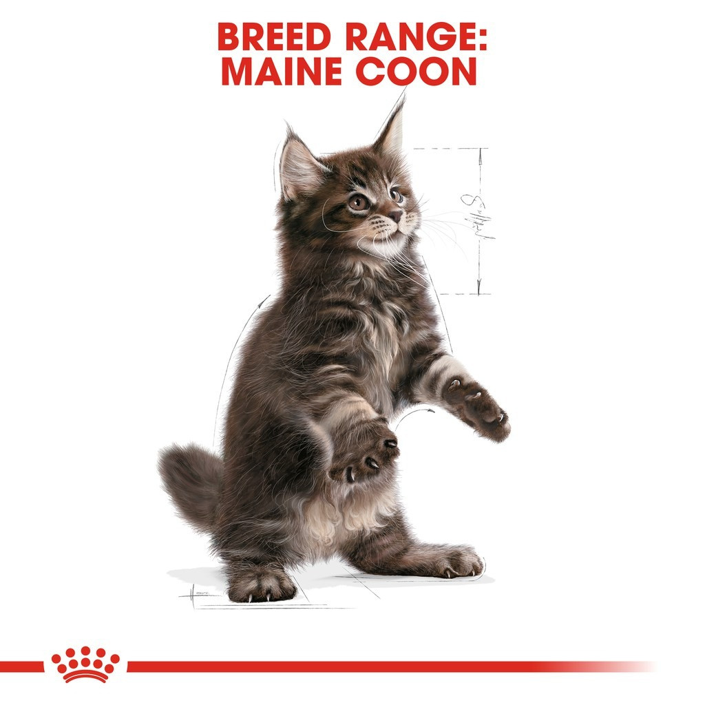 Royal Canin Maine Coon Kitten Dry Cat Food (2kg)