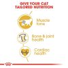 Royal Canin British Shorthair Adult Dry Cat Food (2kg)